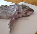 Chimaera monstrosa